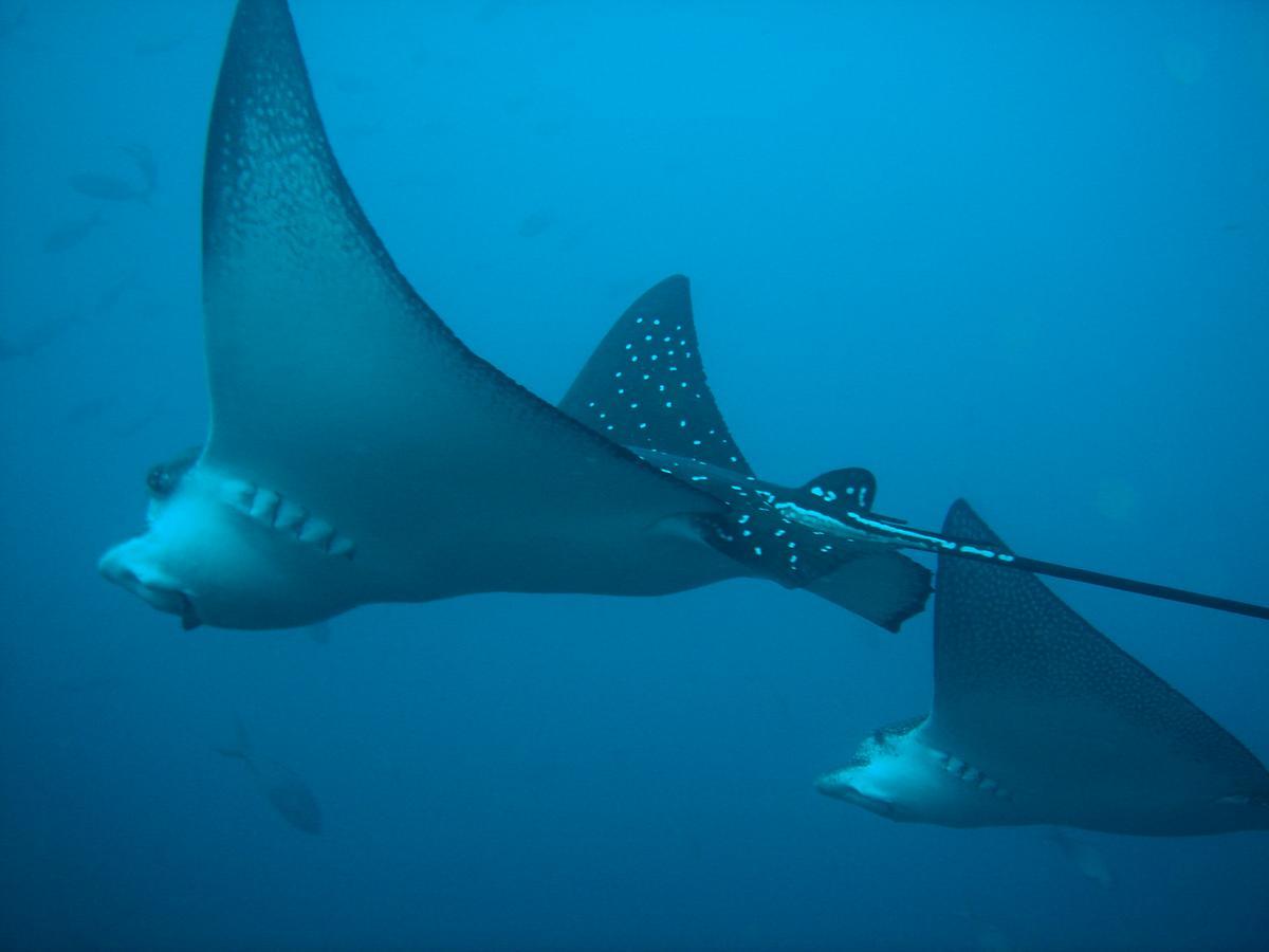 Mantaraya Lodge Пуерто-Лопес Екстер'єр фото